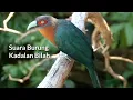 Download Lagu AMAZINGGG!!!Keras dan dahsyat suara burung Kadalan Bilah dari Sulawesi
