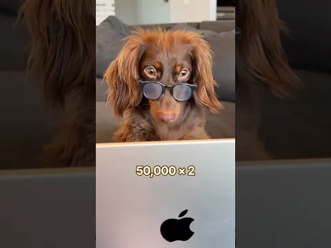 puppy math #minidachshund #dachshund #cutedog #cutepets #cutepuppy #funnydogs #cutepets #funnypet