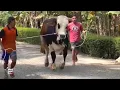 Download Lagu Mandiin Sapi Diamore Farm !! Mas Boy Sapi Jumbo Asli Kulon Progo Menuju Kandang Setia Farm !!