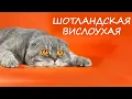 Lagu Шотландские Вислоухие Кошки  или Скоттиш Фолд  -  Самая популярная порода кошек!