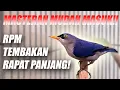 Lagu MASTERAN PALING CEPAT MASUK!! SUARA BURUNG RPM RAMBATAN PARUH MERAH GACOR PANJANG BUAT MATERI ISIAN