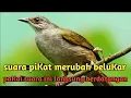 Download Lagu SUARA PIKAT BURUNG MERBAH BELUKAR