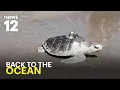 Watch Endangered sea turtle named Pancake returns to the ocean in Coney Island