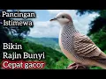 Download Lagu PERKUTUT LOKAL SUPER AMPUH UNTUK PANCINGAN CEPAT BUNYI GQCOR. MP3