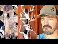 Deer Skull Mount Display