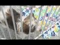 Pet stores work to sell remaining dogs before deadline