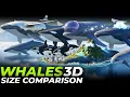 Download Lagu Epic Monster Whales Size Comparison 3D | Aircraft Whale vs Space Whale vs Lyngbakur