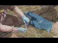 Soil Protists and Plant Health