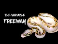 The Extremely Variable Freeway Ball Python