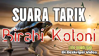 suara tarik birahi koloni 