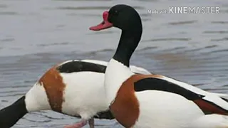 صوت الشهرمان ام جامل 