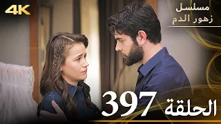 الحلقة 397 مسلسل زهور الدم مدبلج بالعربية Kan Çiçekleri جودة 4K 