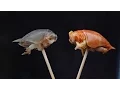 Do sand FLEAS taste good