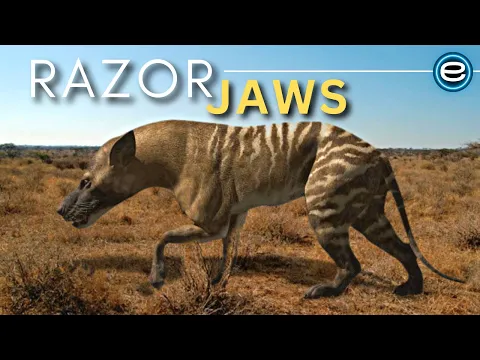 Download MP3 Prehistoric Predators - Hyaenodon