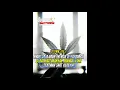 Download Lagu Story wa ganja