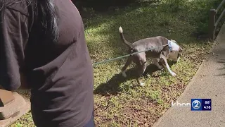 Neuter Now and Feline Fix Neuter and spay programs return for O ahu pet owners