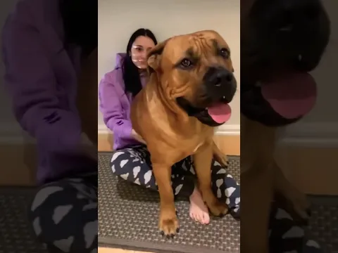 I’m just a little Lapdog