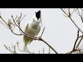 Lagu Burung Lonceng Putih ( White Bellbird ) dgn Kicauan Paling Keras di Dunia yg Mencapai 125 Desibel.