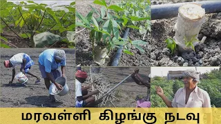 tapioca planting maravalli kilangu cultivation tapioca farming viral vivasayam farm