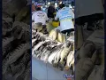 Download Lagu Pasar ikan di amazon