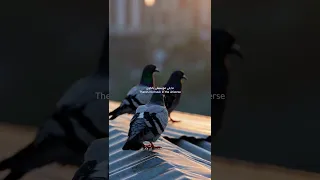 دهب وفيق حبيب  دهب وفيق حبيب