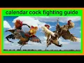 Lunar Calendar Cockfighting Guide 2024 Variety Vlog05