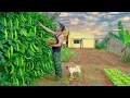 Download Lagu CEO Quits The City: Harvest Winged Beans For Cook, Build a Giant Passion Fruit Trellis By The Window