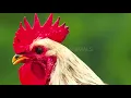 Download Lagu ROOSTER CROWING COMPILATION 2022 - rooster crowing sounds effect