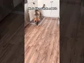 Download Lagu Chema is soo sweet🥰🥰❤️#germanshepherd  #puppy #trending #viral #shorts