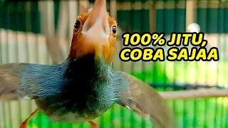 masteran prenjak kepala merah prenjak apapun dijamin ikut bunyi langsung