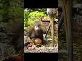Burung pemakan keong
