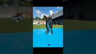 Serving pawsitive vibes and poolside cuteness here at Wag N World