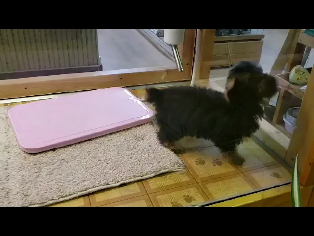 動画