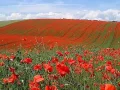 In Flanders Fields by John McCrae May 1915