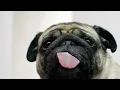 10 Hours of Pug Licking Screen I m Looking at Money