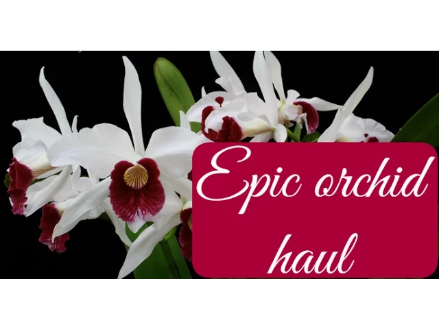 ORCHID HAUL FROM RHS LONDON ORCHID SHOW 2016