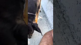 #Fyp #doberman #pets #dream #YouTube