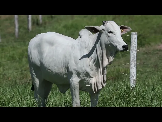 Novilha Nelore CRL - 292