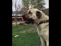 Download Lagu Most Powerful Breed In The World Malakli / Anatolian not Kangal