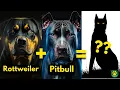 Top 5 Rottweiler Mix Breed Dog You Don t Know About