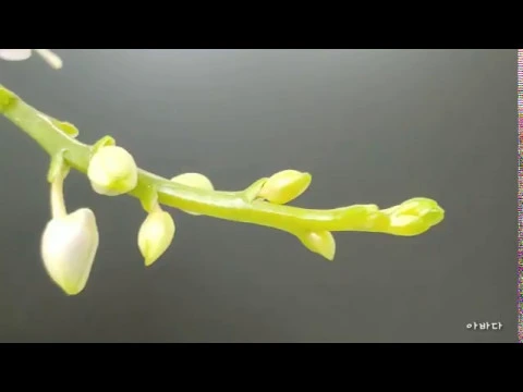 호&#; &#;란 블루사파이 ORCHIDS PHALAENOPSIS BLUE SAPPHIRE