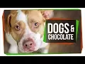 Why Can t Dogs Eat Chocolate