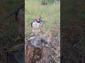 Download Lagu Hunting with alap-alap crested goshawk #hunting #alapalap #eagle