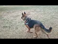 Nash von nuffen Westside German shepherd rescue unadoptable dog off leash recall after 3 months