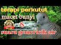 Download Lagu Terapi perkutut macet bunyi  dan suara gemericik air