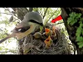 Burung shrike ekor panjang memberi makan cacing hijau kepada anaknya @onlybirds107
