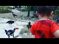 Download Lagu VIDEO LUCU Anak Kecil VS Ayam