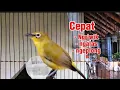 Terapi pleci Agar cepat bunyi menjadikan pleci cepat ngriwik ngalas ngeroll nembak