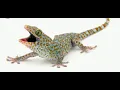 Download Lagu SUARA TOKEK UNTUK TIDUR