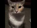 Runaway Cat Stare Meme